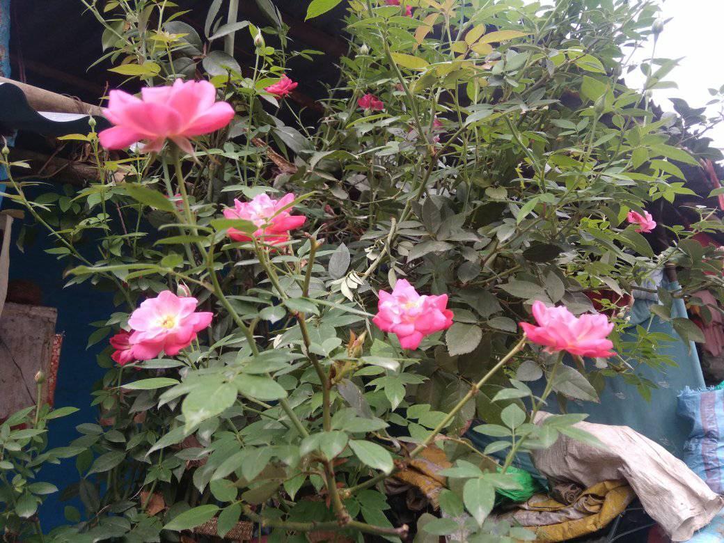 Singrampur | Damoh