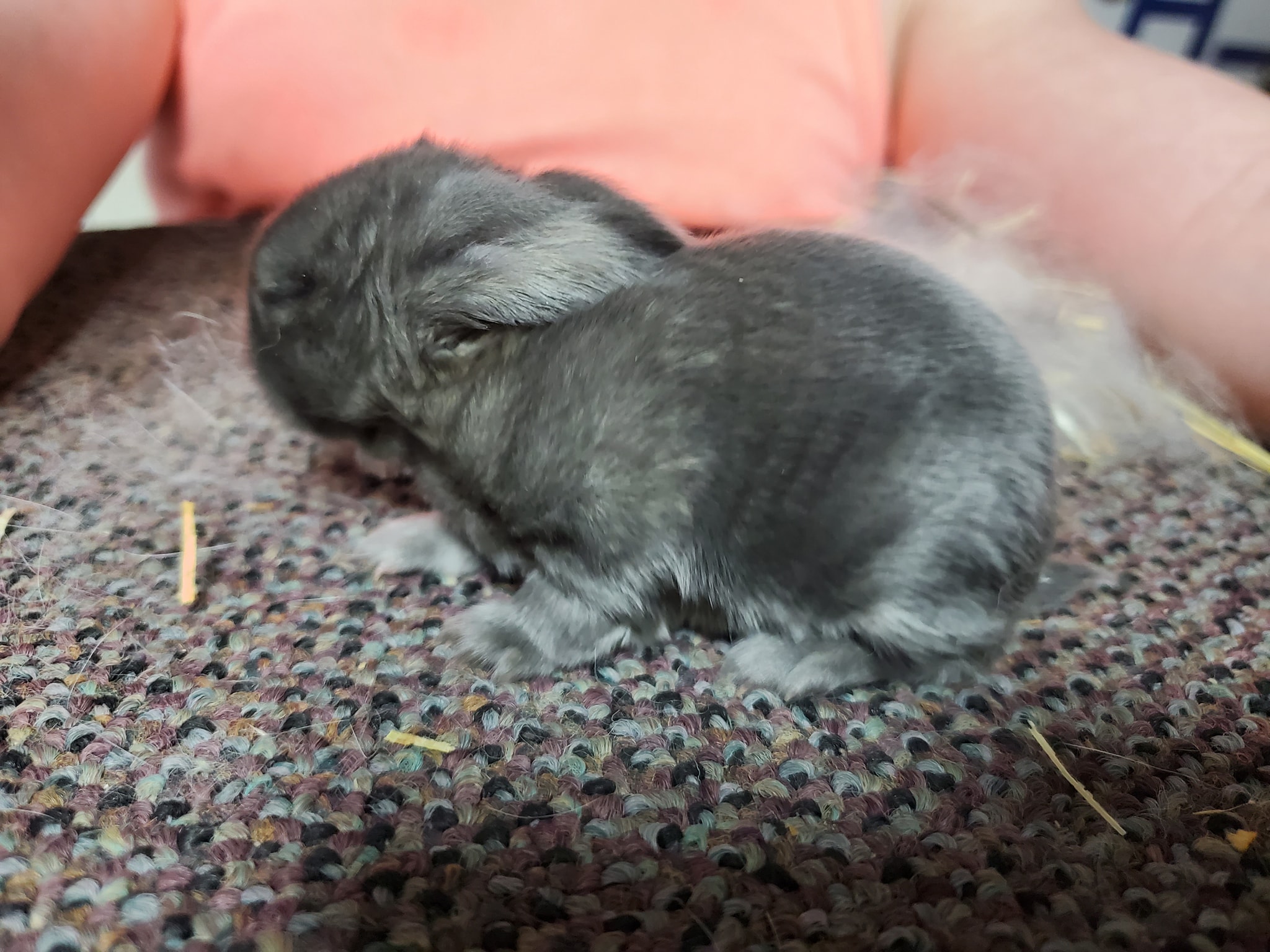 JBL Rabbitry, an ARBA registered breeder | Bakersfield CA