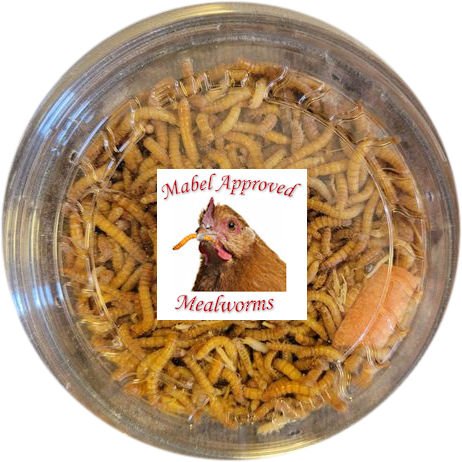 Dried Mealworms: High Protein Chicken & Small Animal Treat
