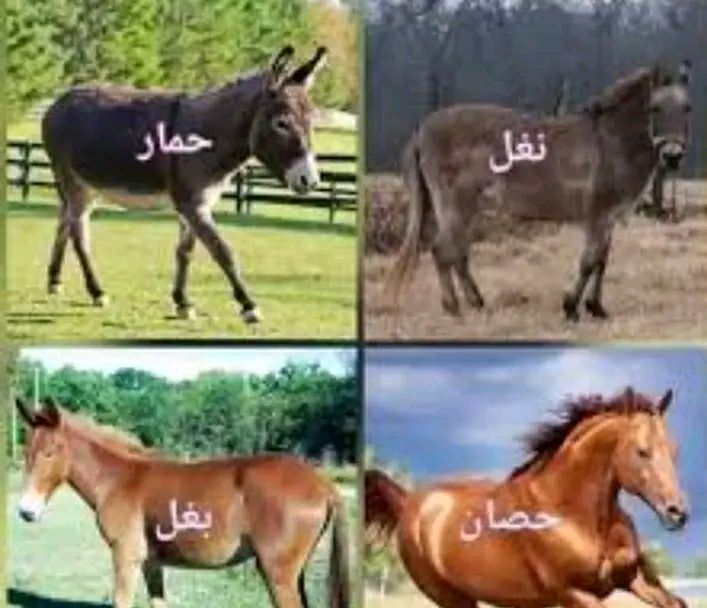 زينب - البغل هو نتاج تزاوج ذكر الحمار مع أنثى الحصان اما النغل فهو ناتج ...