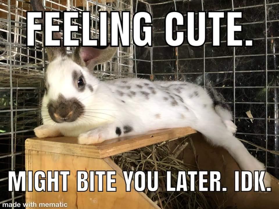 Fancy Rabbit Memes