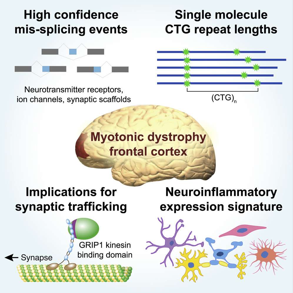 Cell Reports - 👁‍🗨 Editors' pick Transcriptome alterations in myotonic ...