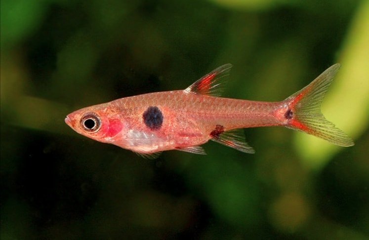 Spectrum Tropical Fish | Town of Arima