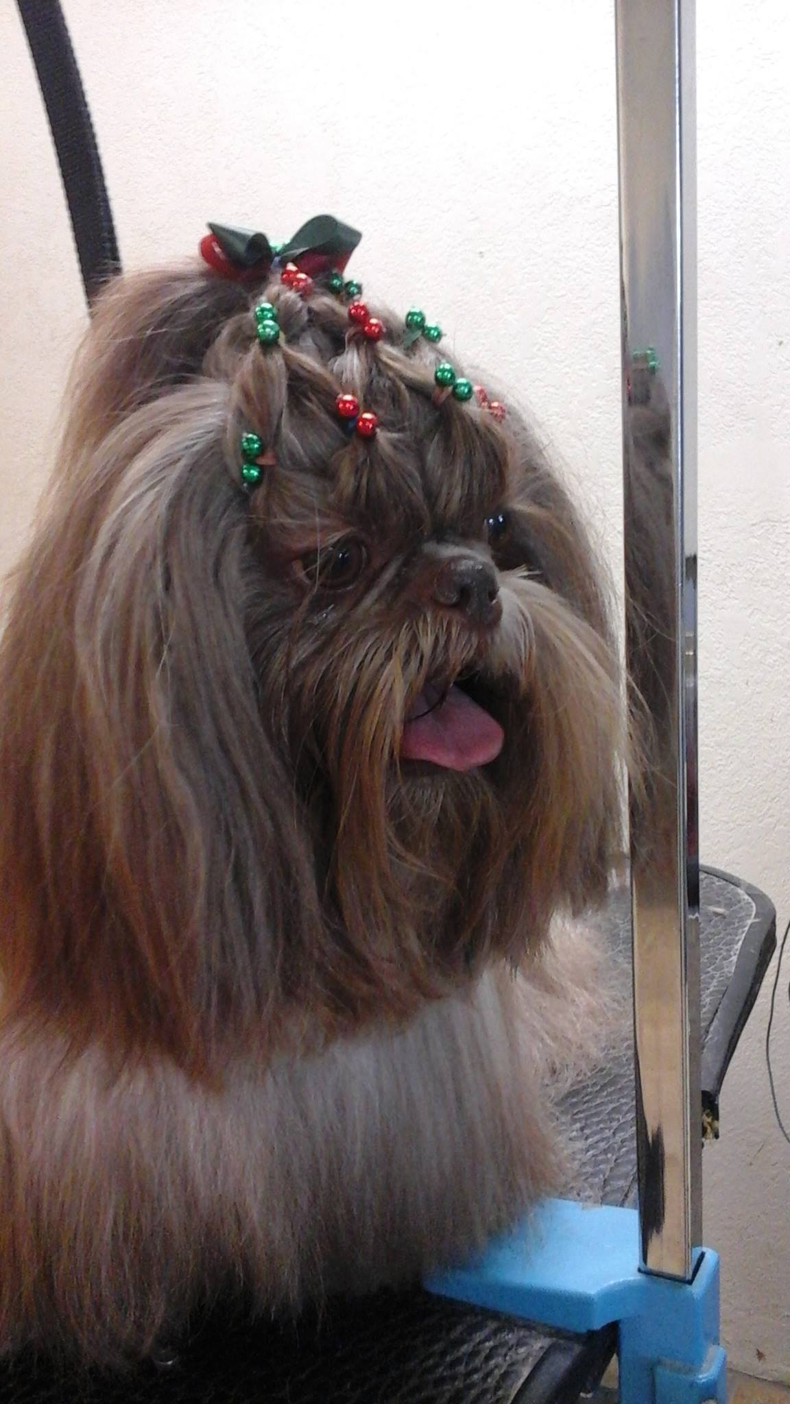 Image showcasing Arizona Pet Grooming | Tucson AZ