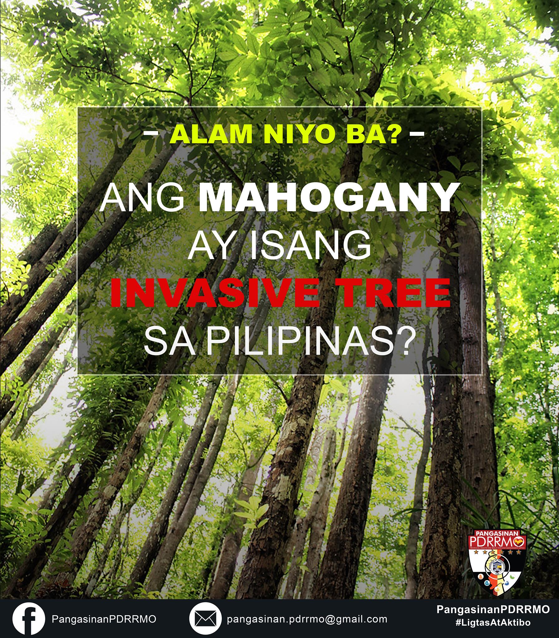 Pangasinan - Kabaleyan, alam niyo ba na ang Mahogany ay isang invasive ...