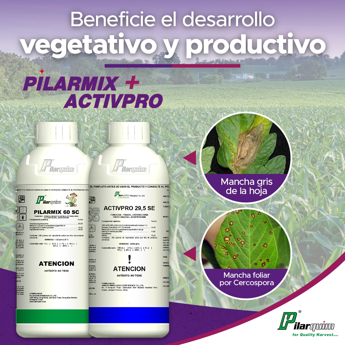 Pilarquim - Fungicida que protege sus plantaciones de maíz, evitando el ...