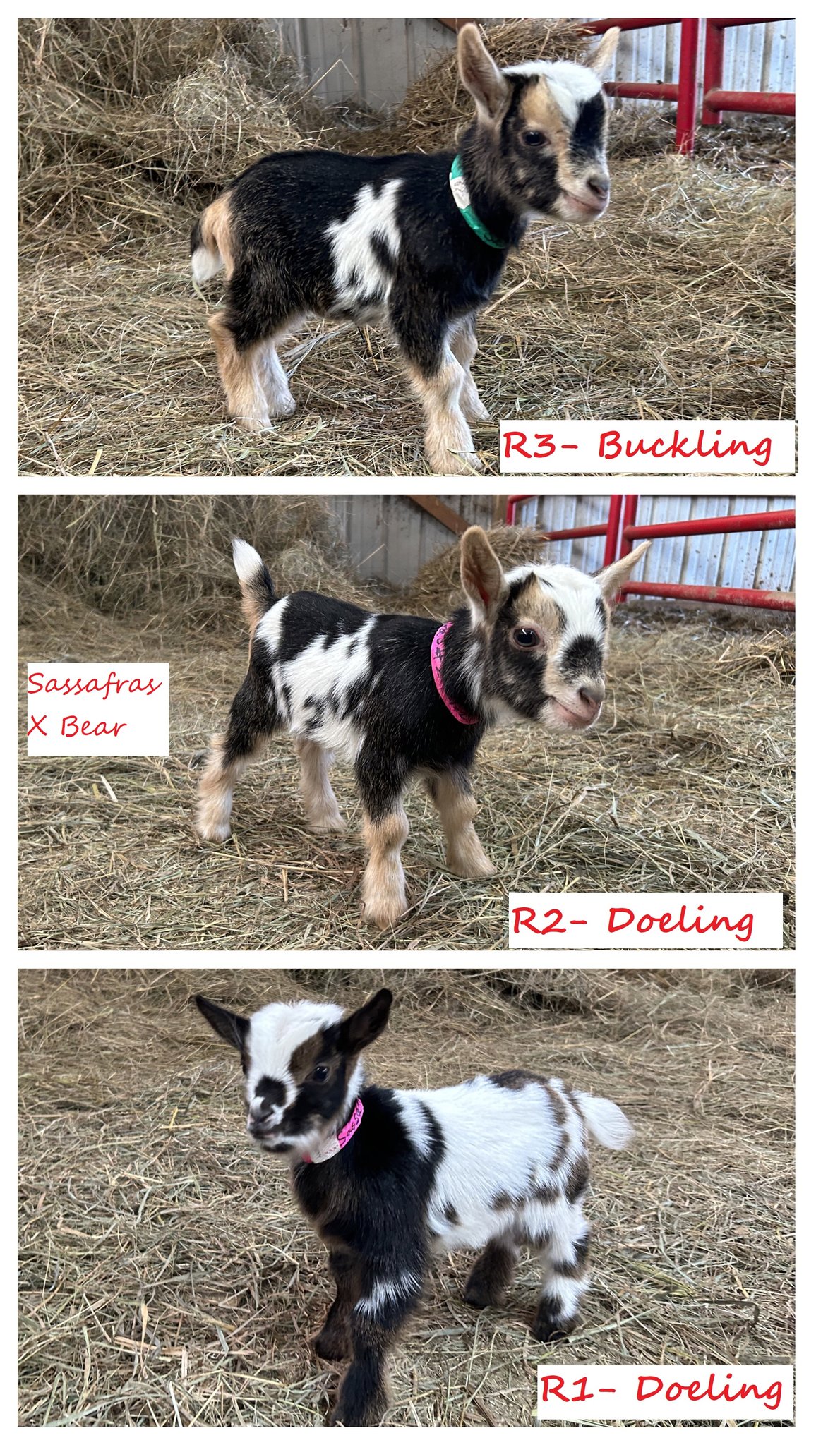Triple R Family Farm