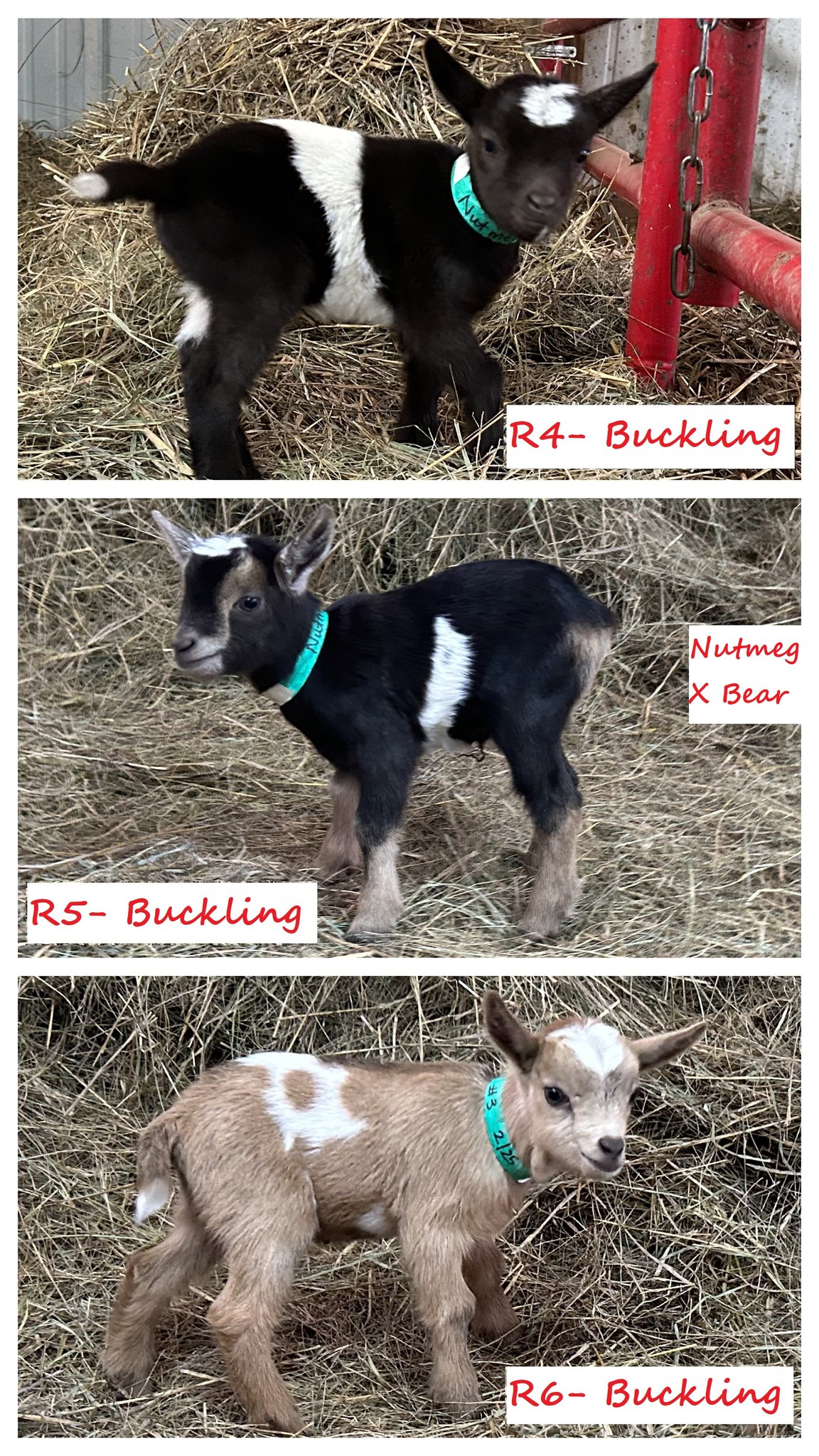 Triple R Family Farm