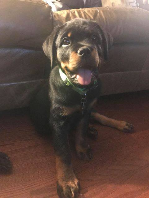 Mason Dixon Rottweilers | Sharpsburg GA