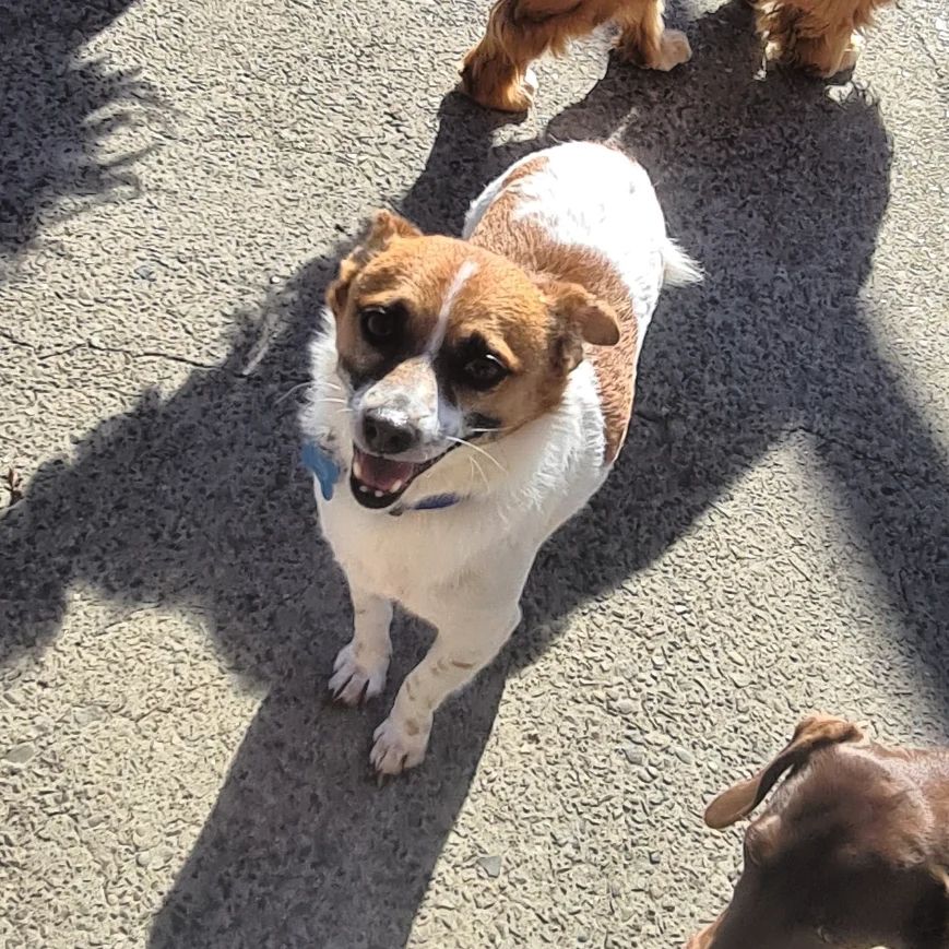VIP Dog Club - Welcome to our new friend Buddy! Buddy is a...