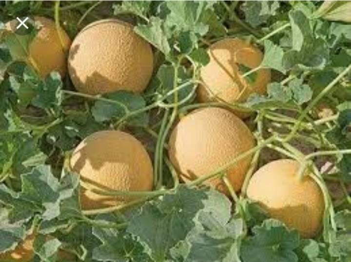 صورة خزانة الثياب طحن زراعة الشمام Amenadielnecklace Com