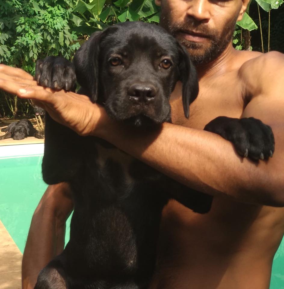 Kali Black 4months Old Available Call Cane Corso