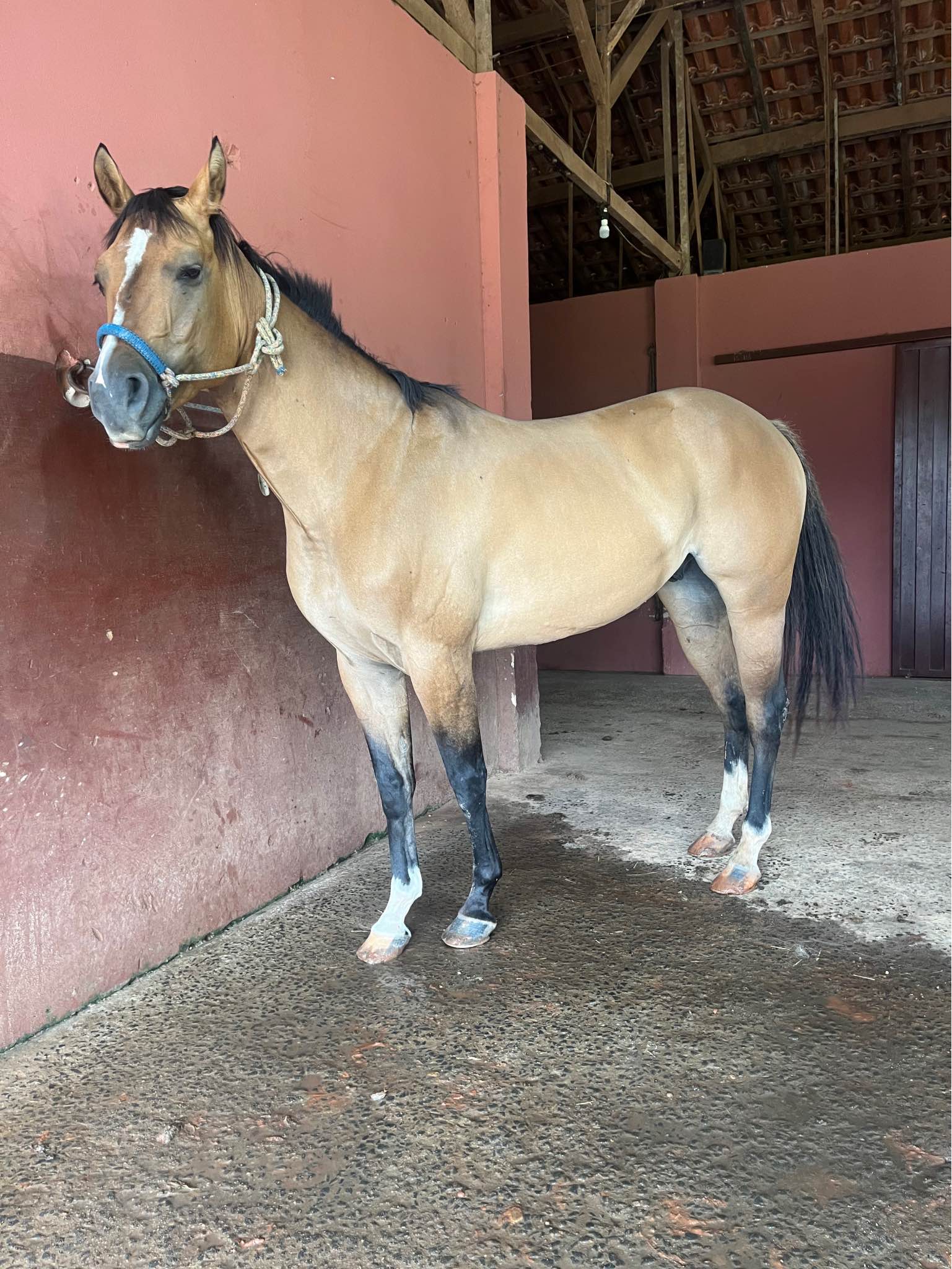 Cavalo quarto de Milha linhagem de rédea - Figurines - São Manuel ...