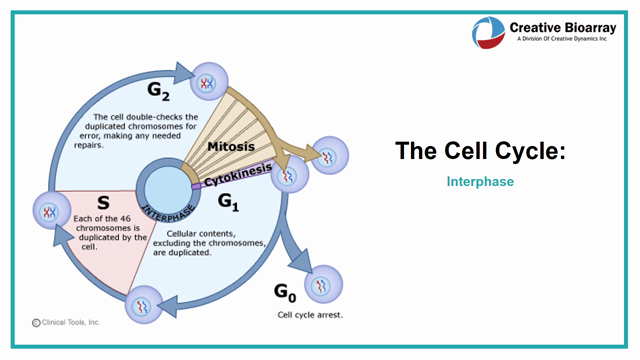 Unit 2 Chemical and... - Advanced Level Biology Forum
