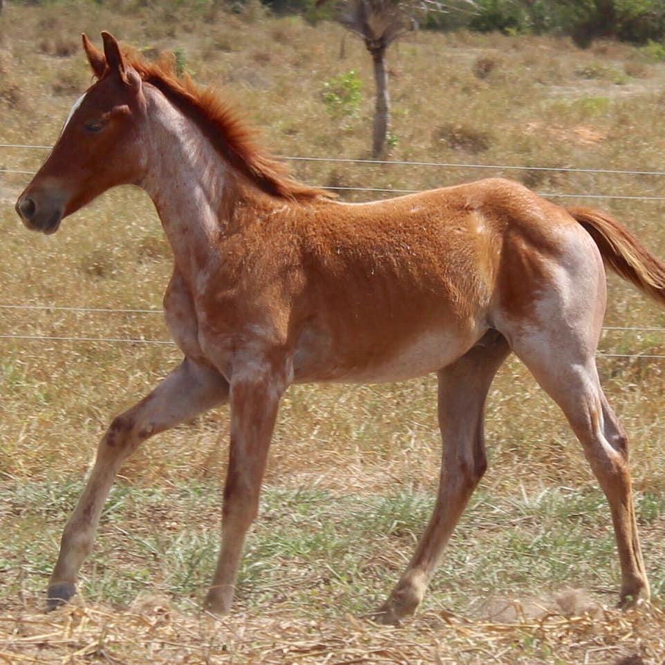 Docs Ranch