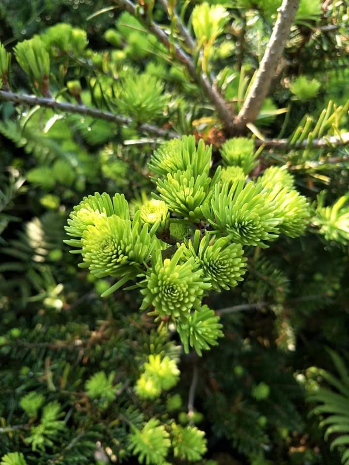 油杉苗圃（珍珠油杉，翡翠油杉，翠玉油杉，圓葉油杉，粗皮油杉，尖葉油杉）。