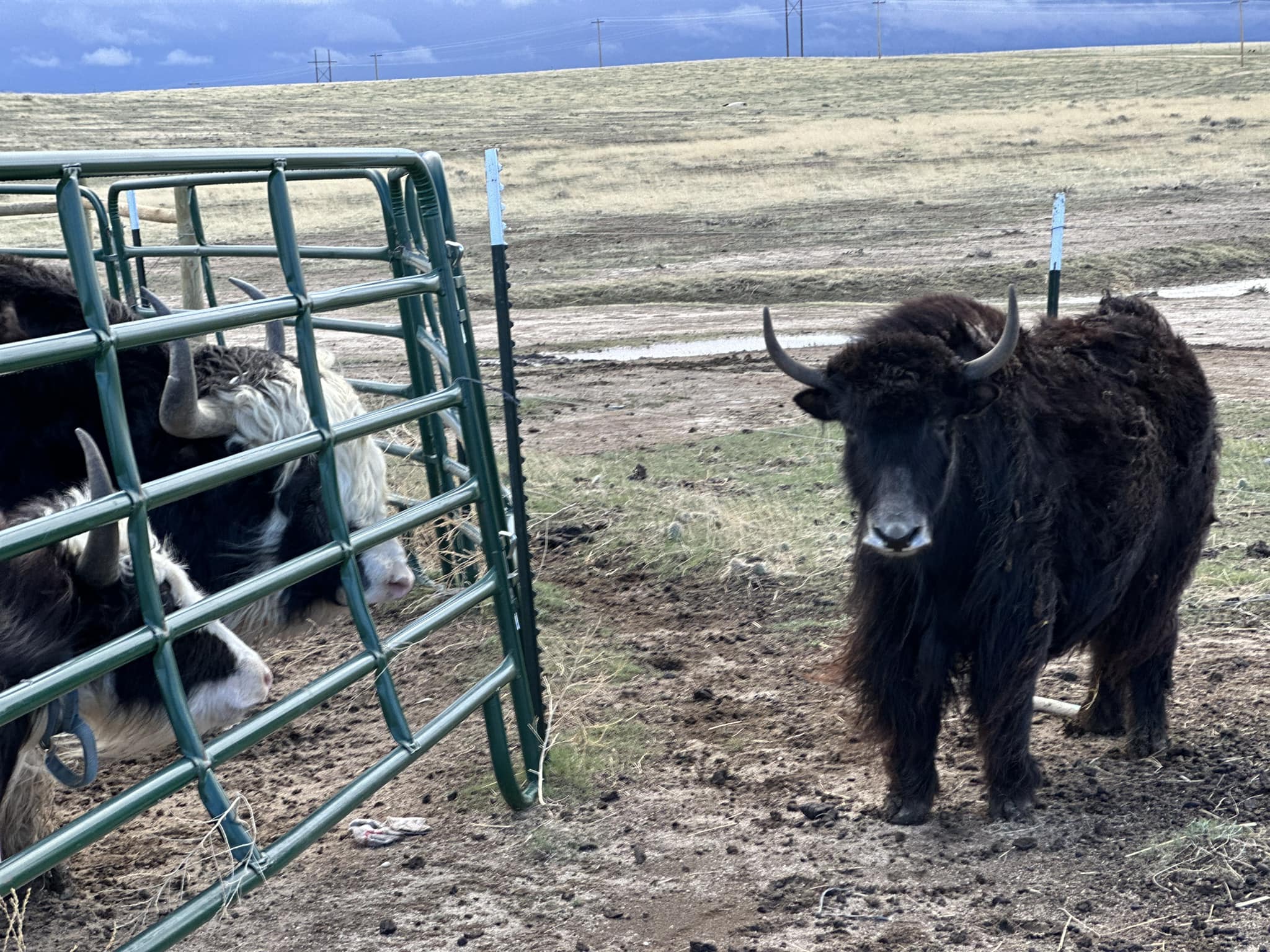Yak Attack Ranch | Yoder CO