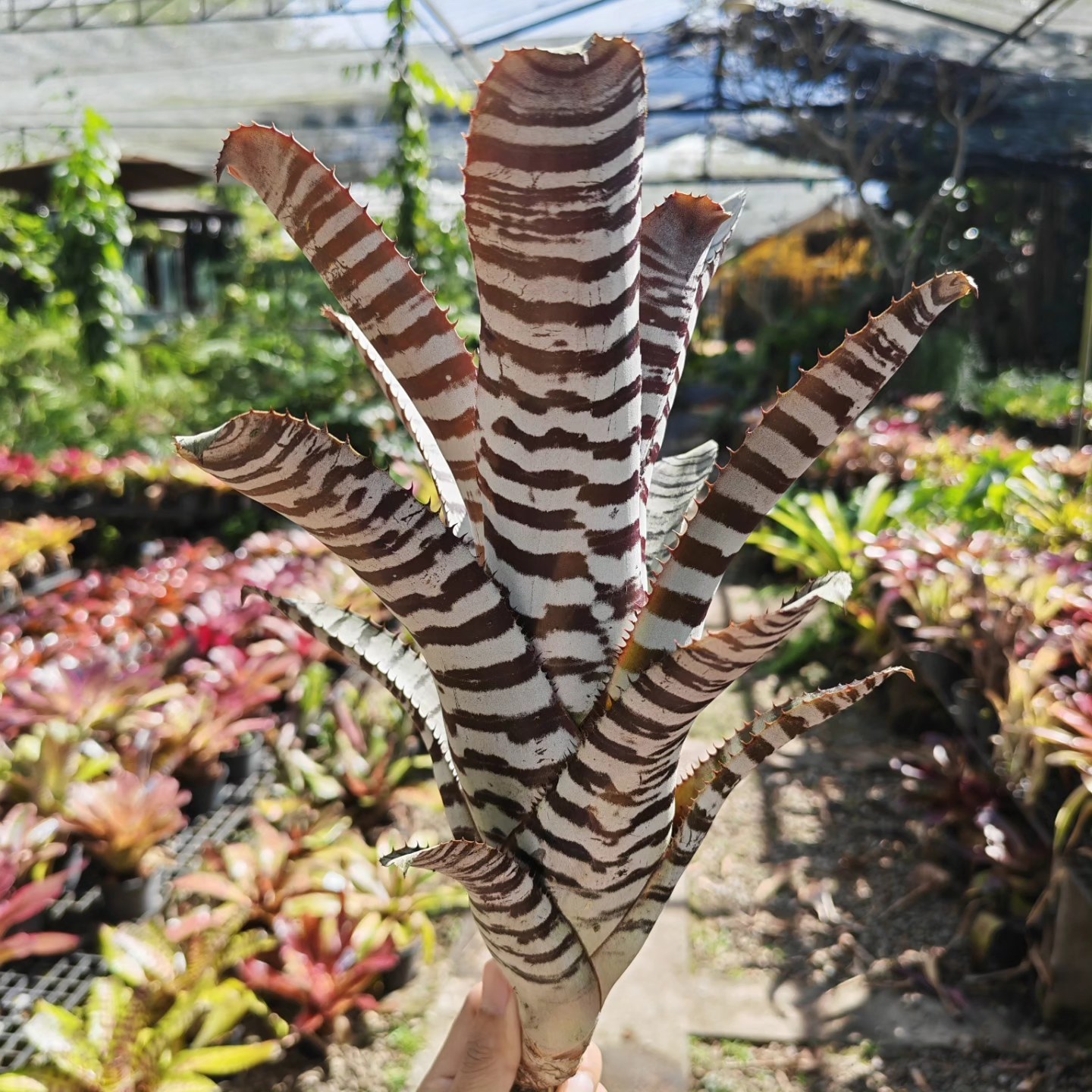 ブロメリア・エアープランツ Aechmea Black Warrior Aechmea Black Warrior