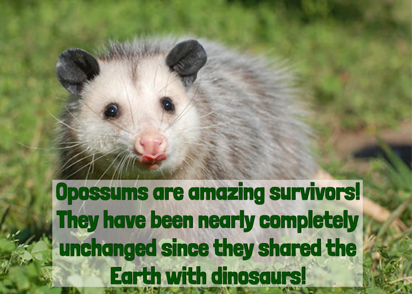 For Fox Sake Wildlife Rescue - We love opossums! One of the coolest ...