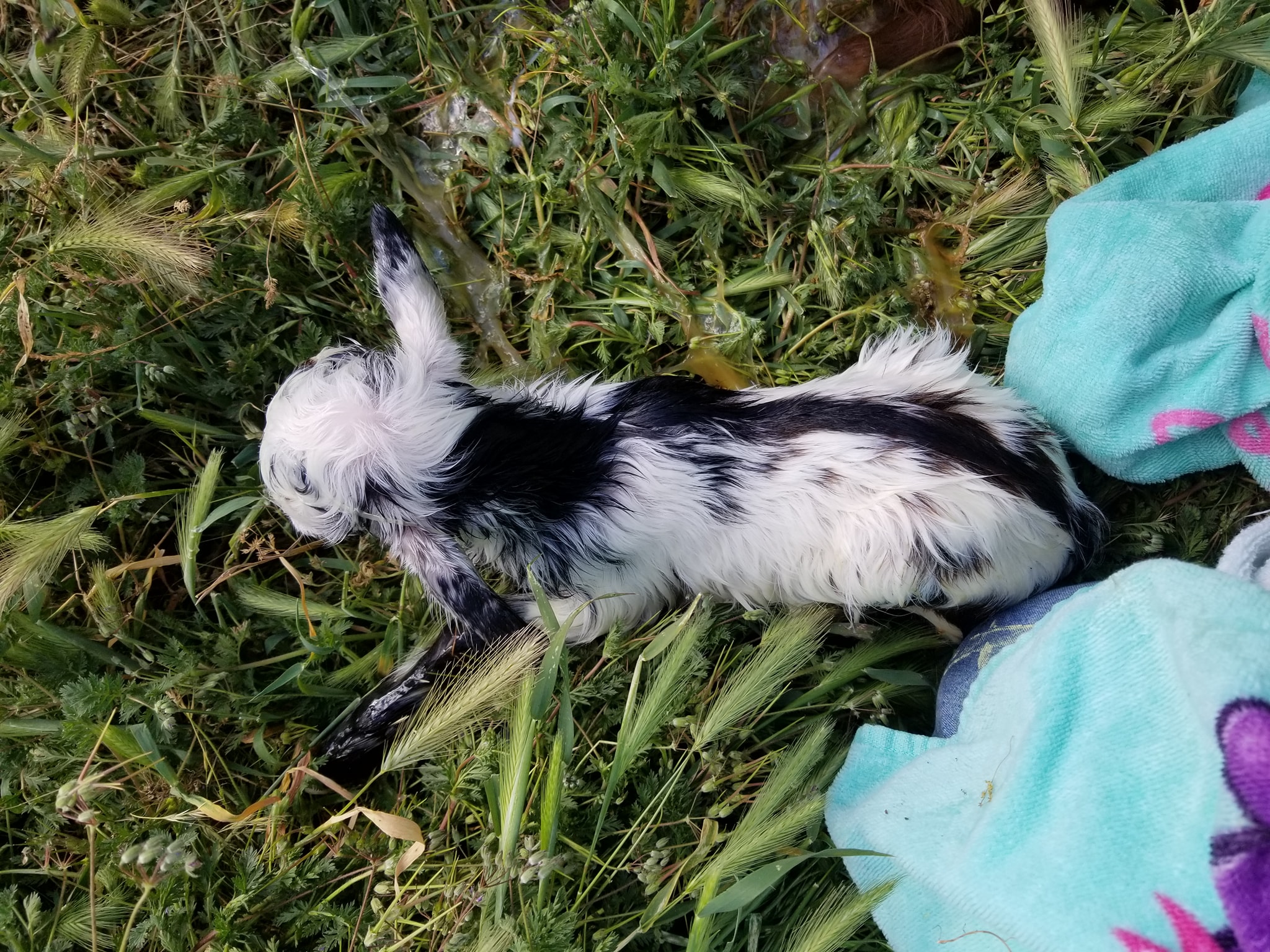 JBL Rabbitry, an ARBA registered breeder | Bakersfield CA