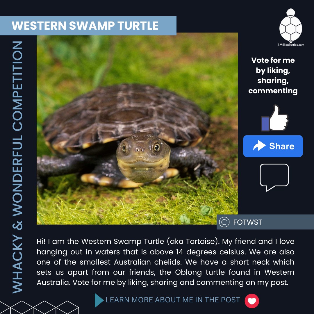 LEARN... - 1 Million Turtles Community Conservation Program
