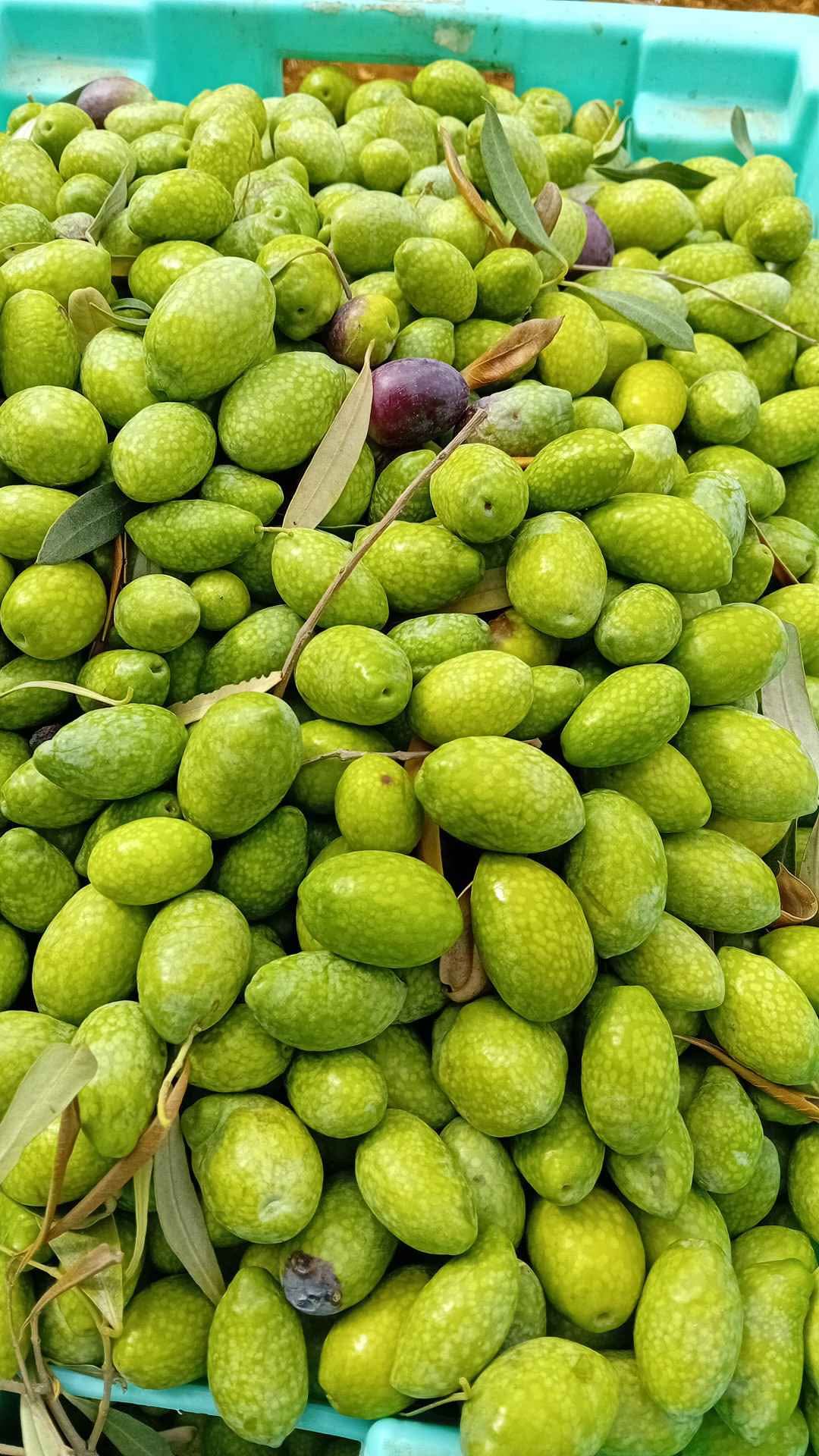 Zebbug bella de spania - Food - Zabbar, Malta | Facebook Marketplace ...
