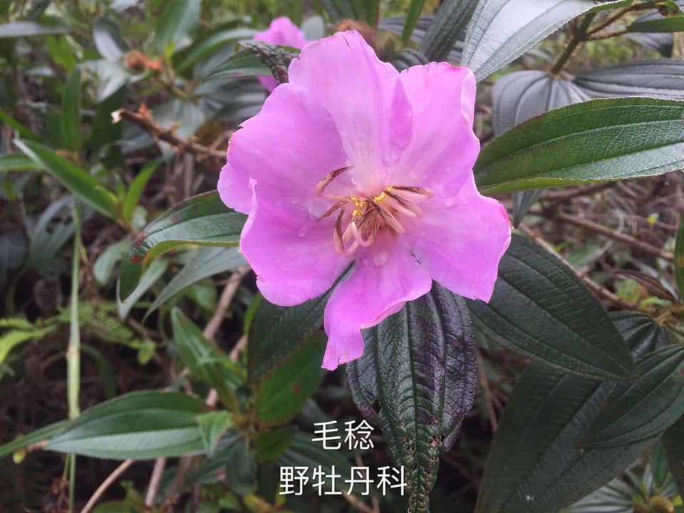 曾偉恒中醫師 Acupuncturist - 廣洲羅氏婦科 #羅元愷 之 #二稔湯 其中之一 地稔。臨床上治療崩漏以 #歸脾湯 加些炭類藥最加 ...