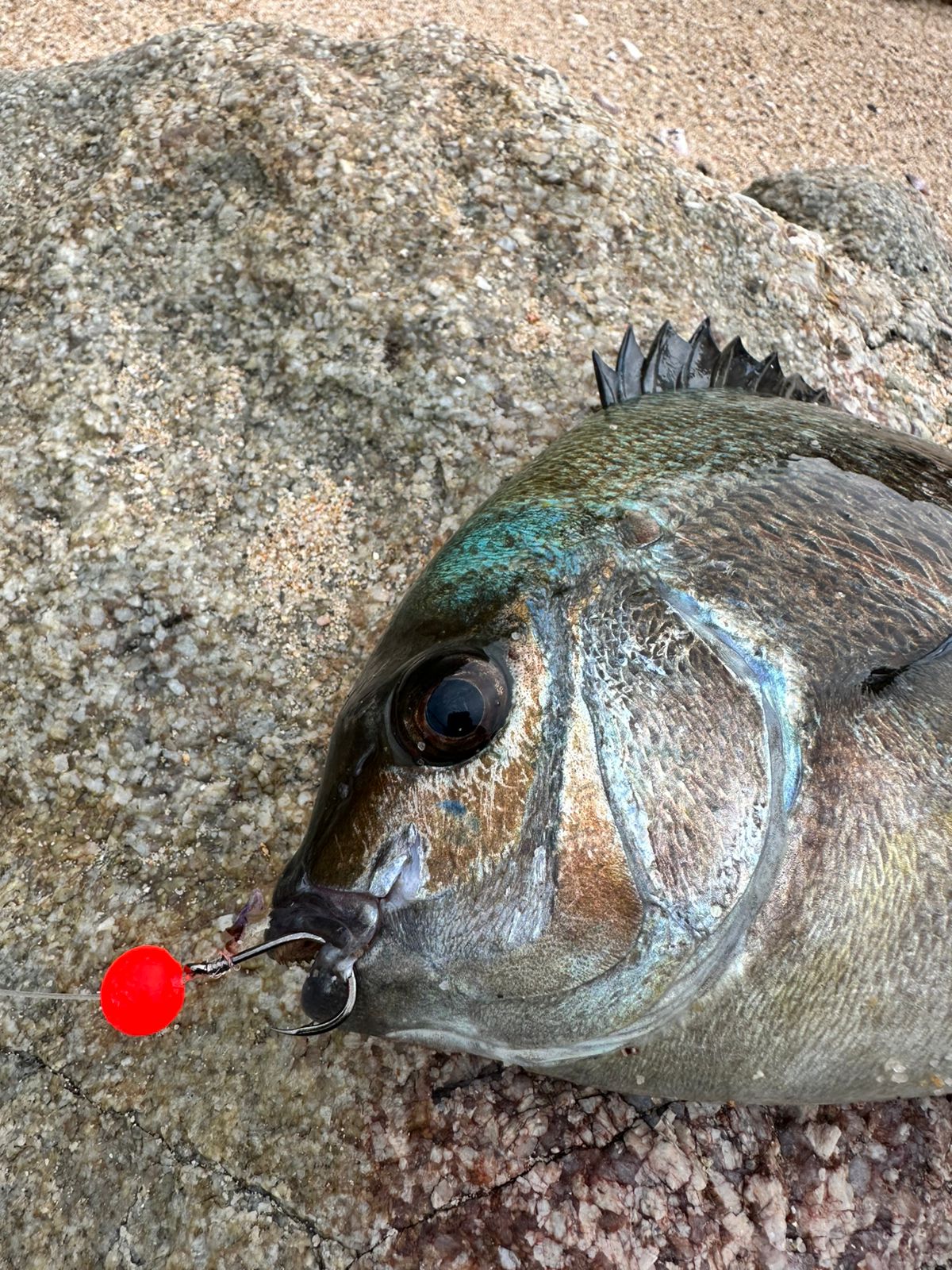 big round fishing net Facikono Large Rubber Heavy Duty Extra Large Landing Net for Saltwater Aluminum Fishing Net Telescoping Handle with 6pcs Soft Jig Swimbait, Extends to 72-94in : Sports & Outdoors Rod Model:50-130 Winthrop Guides Terminator Butt EVA Grips Review: Lew's Speed Spool 20250916 it is easy to