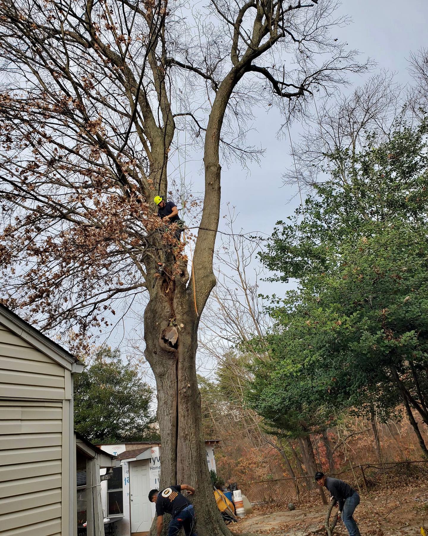 Cardinal Tree Care LLC | Arlington VA