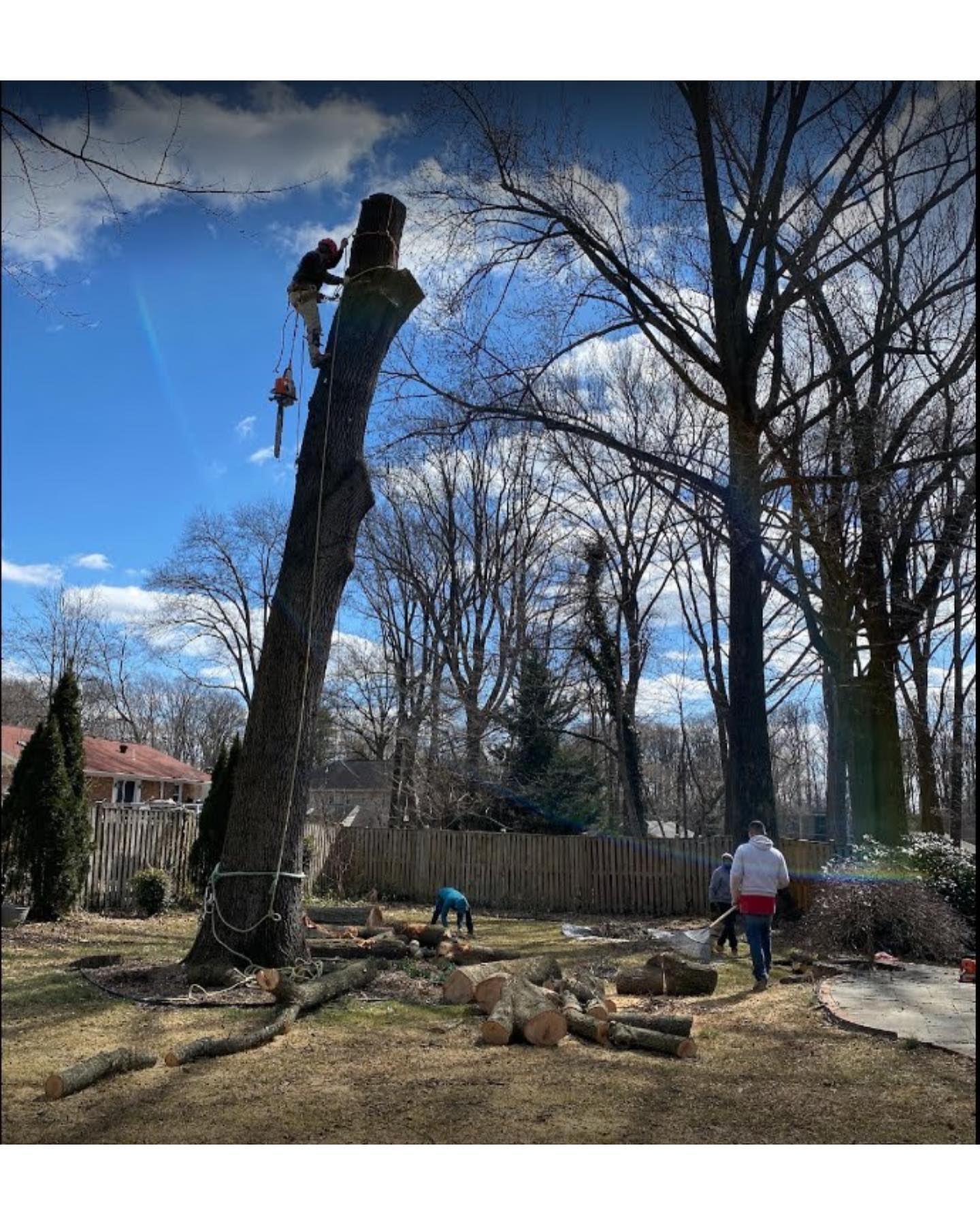 Cardinal Tree Care LLC | Arlington VA