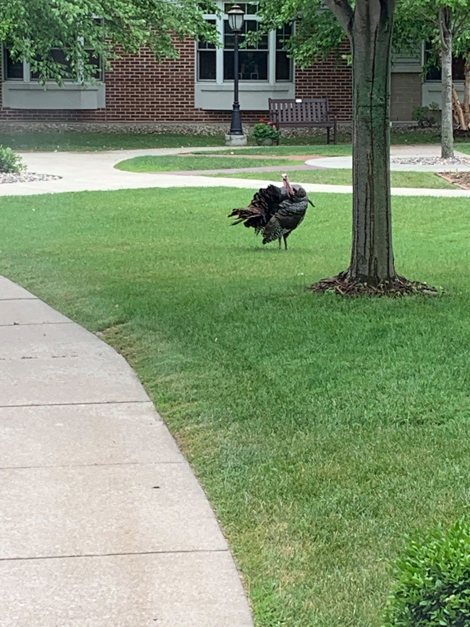 Gerald the Turkey Appleton... - Appleton Police Department | Facebook