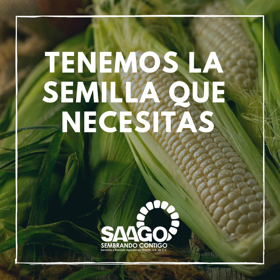 SAAGO,... - Servicios y Asesoría Agrícola de Oriente S.A de CV