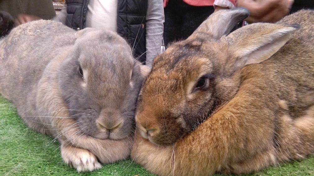 Canterbury Domestic Rabbit Association | Hi we have a girl from a ...