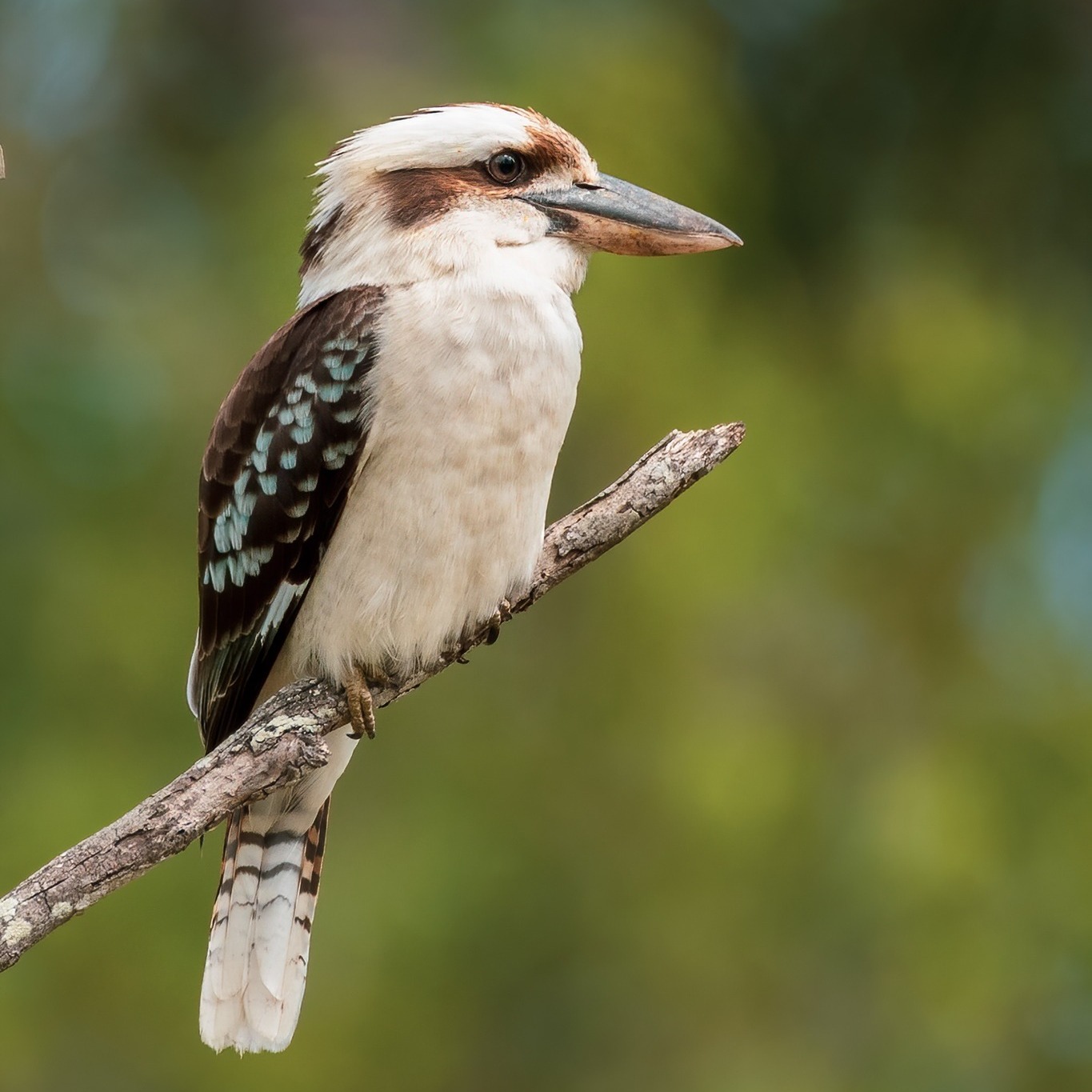 Critter and Creature - Did you know, Kookaburras are the largest of all ...