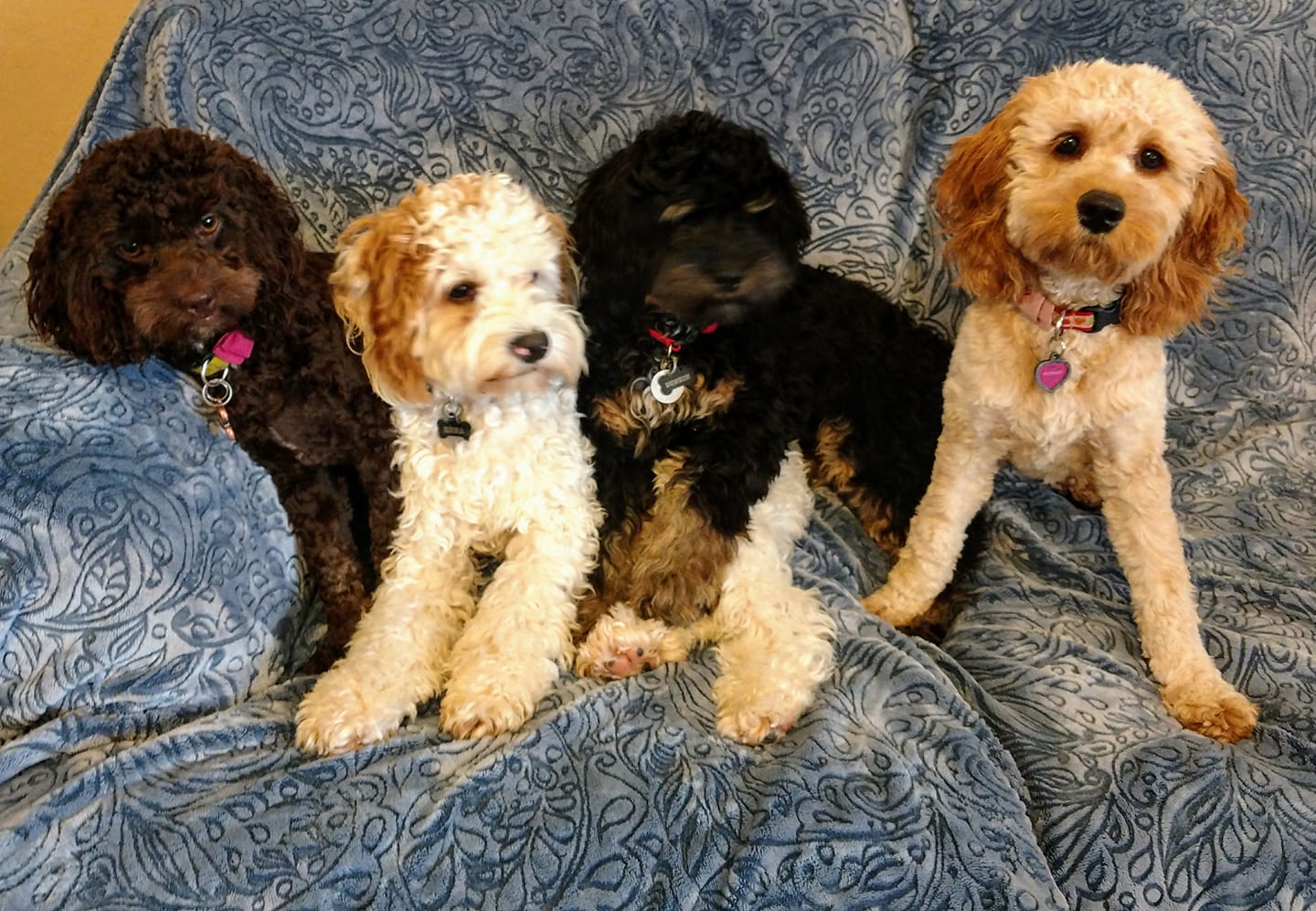 HanaLu's Cockapoos | Gilbert AZ