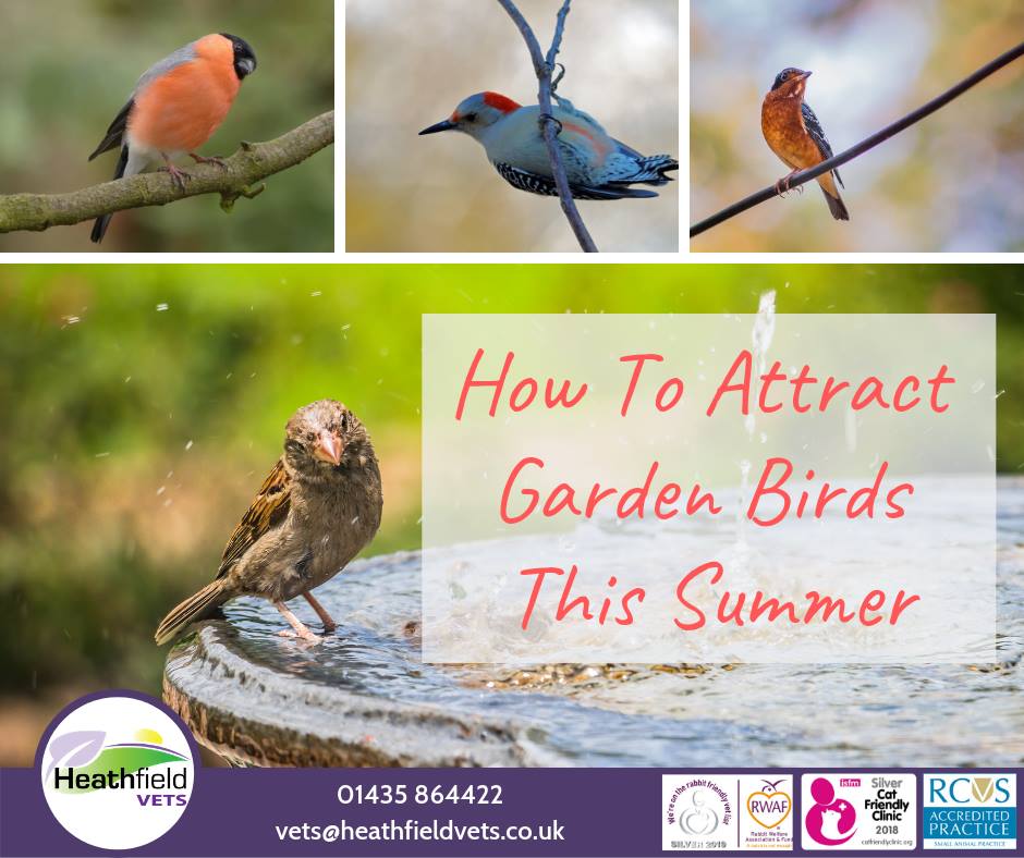 Heathfield Vets - 🦉 Encouraging Garden Birds in Summer 🦜...