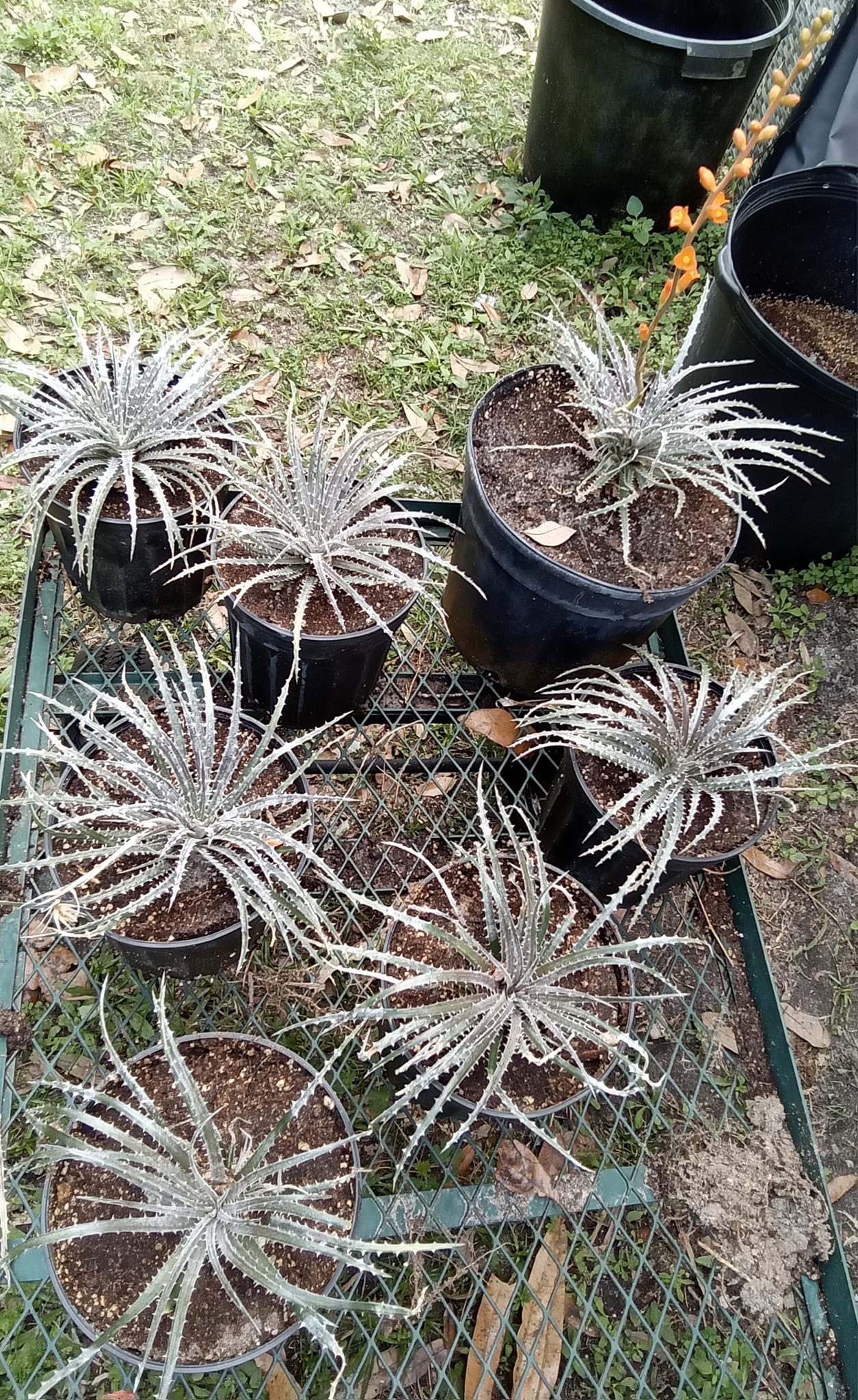 Dyckia fosteriana bromeliad blooms in patio garden