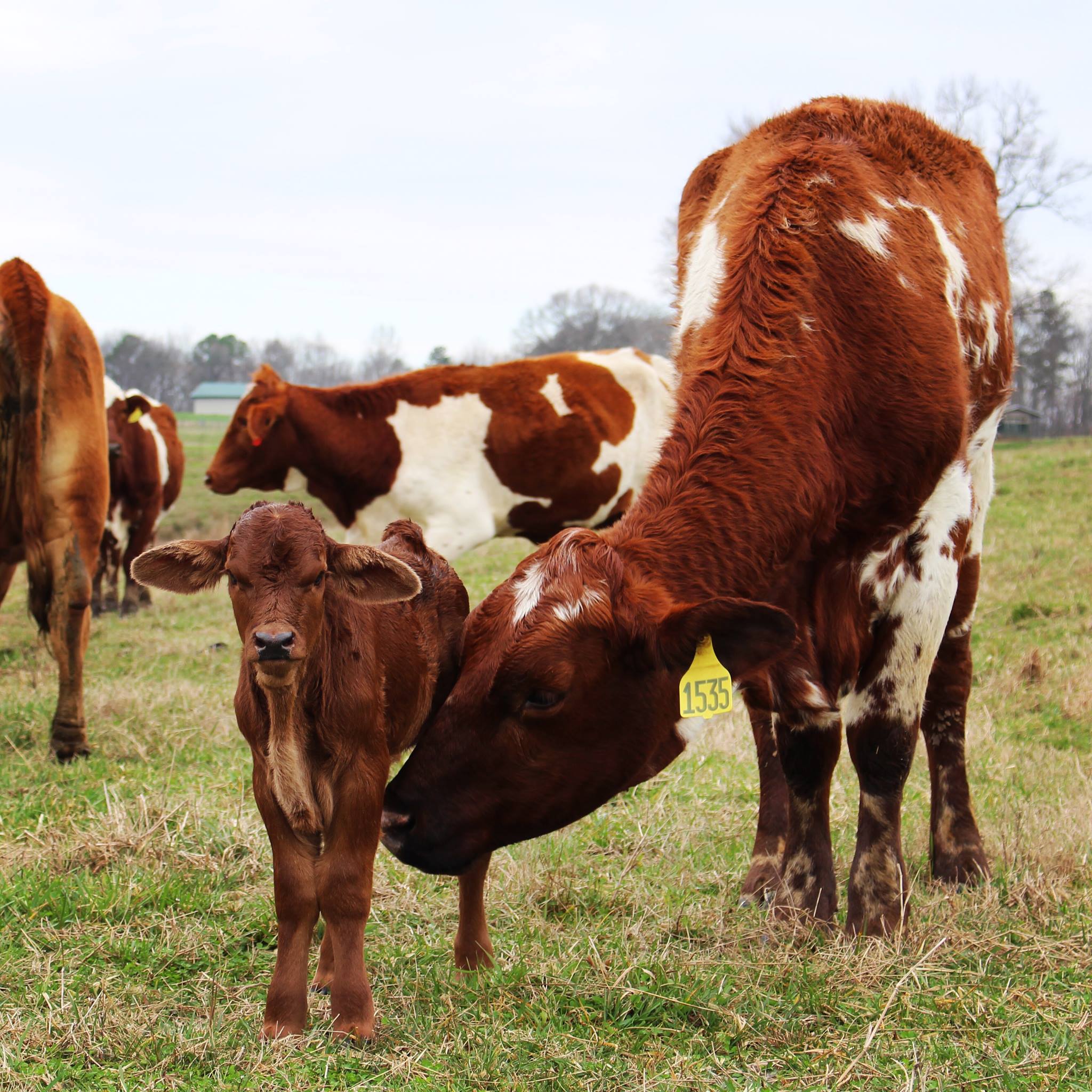 Perry's Hav-No-Gotta Ranch | Rockmart GA