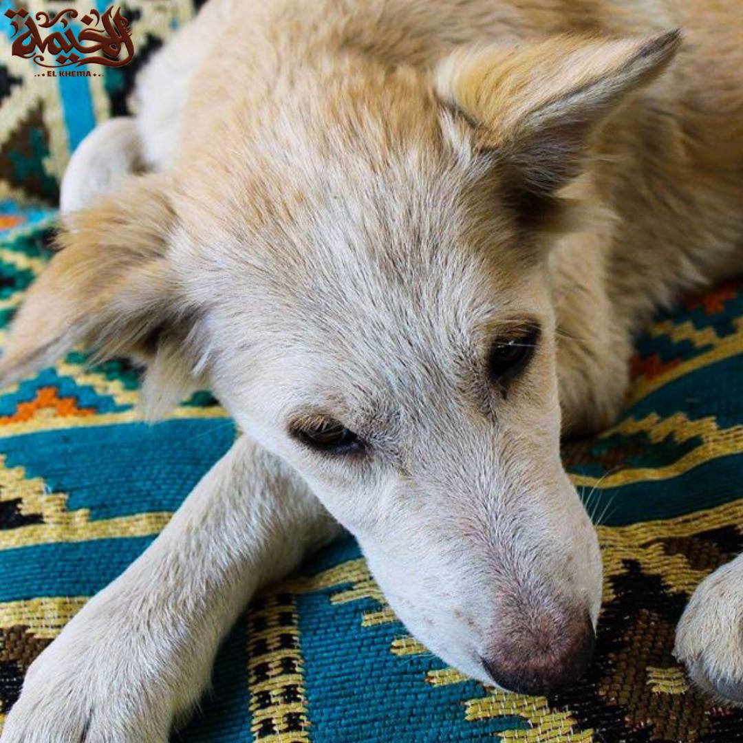 EL KHEMA - The #BALADI dogs are common breed in Egypt. Not... | Facebook