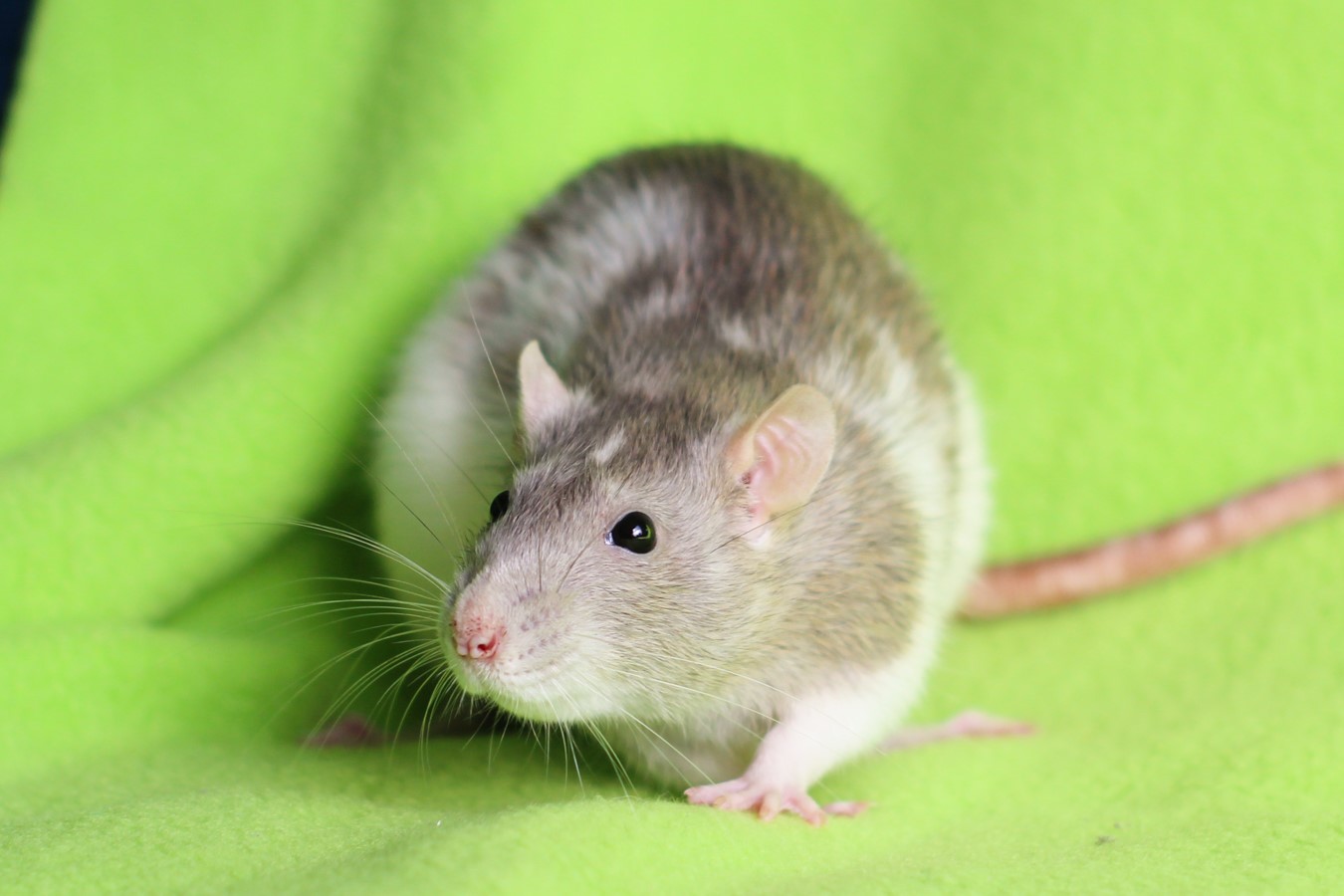 Rattery Rapalje | Nijmegen
