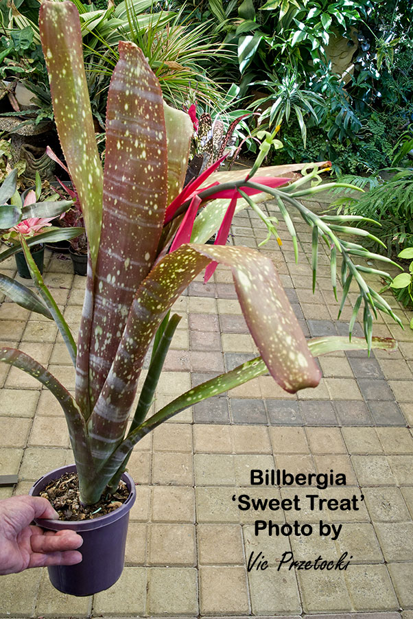 ブロメリア・エアープランツ Billbergia Hidden Treasure ブロメリア