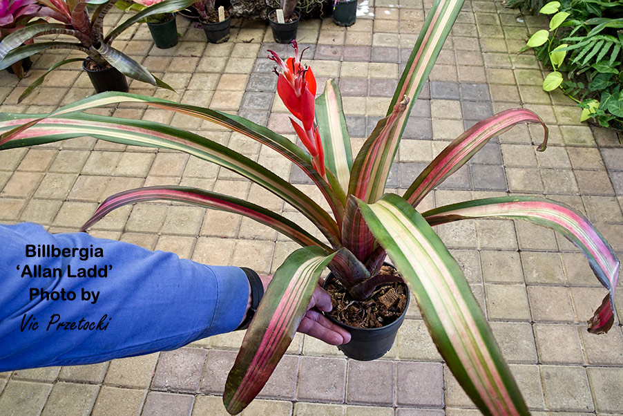 Billbergia 'Allan Ladd' bromeliad with vibrant variegated leaves