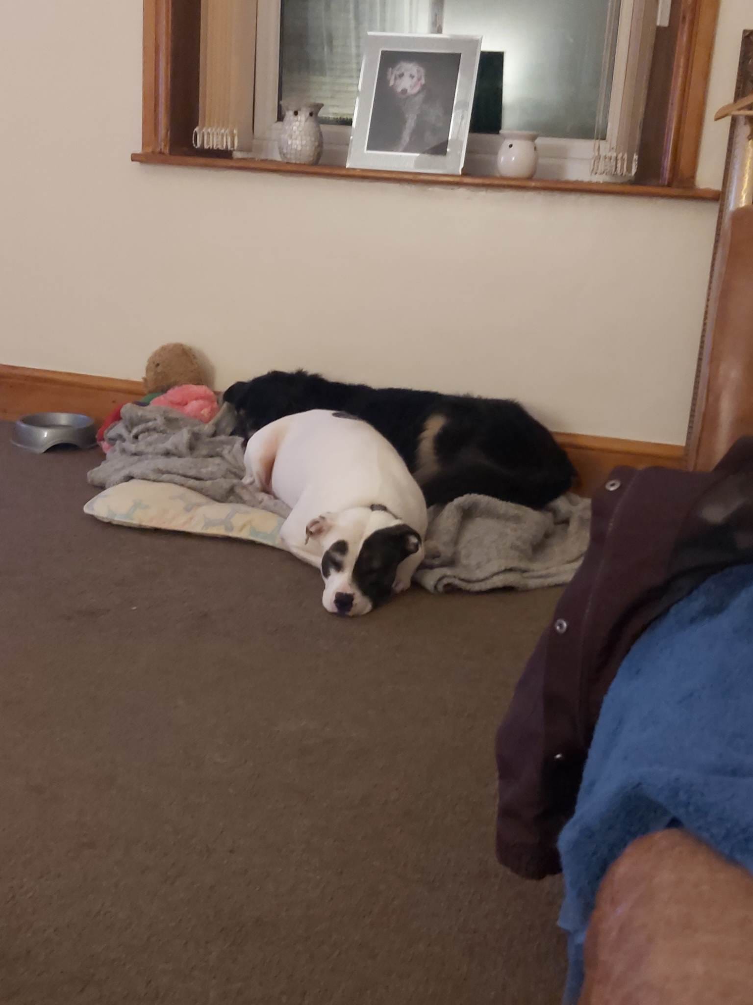 💙 Timmy Tonga appreciation post 💙... - Roaming Dogs Rescue | Facebook