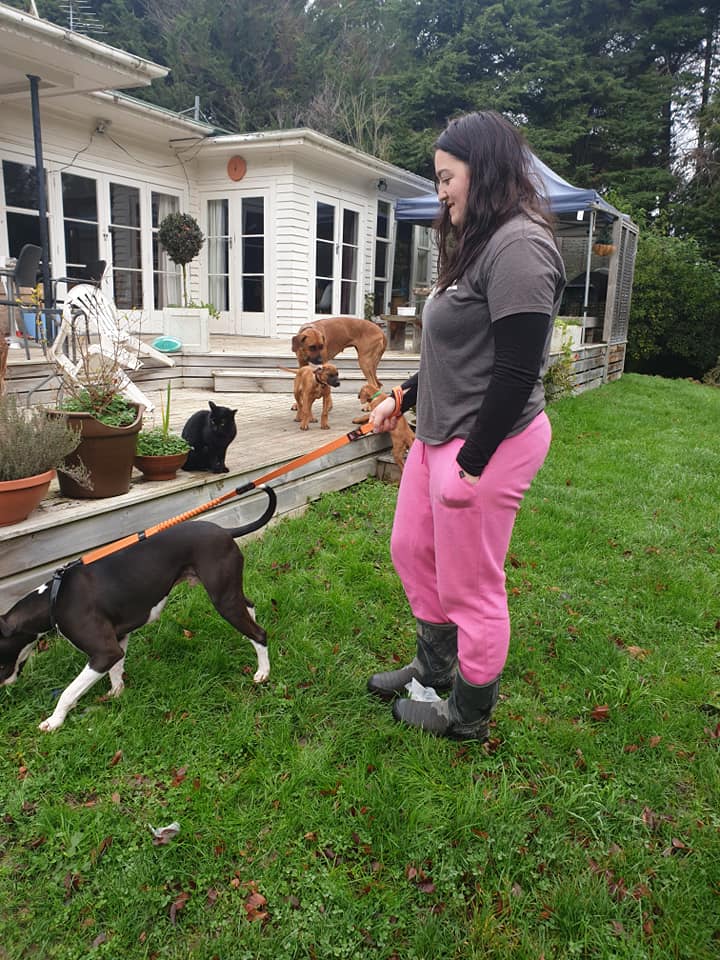 Panorama Ridgebacks | Masterton