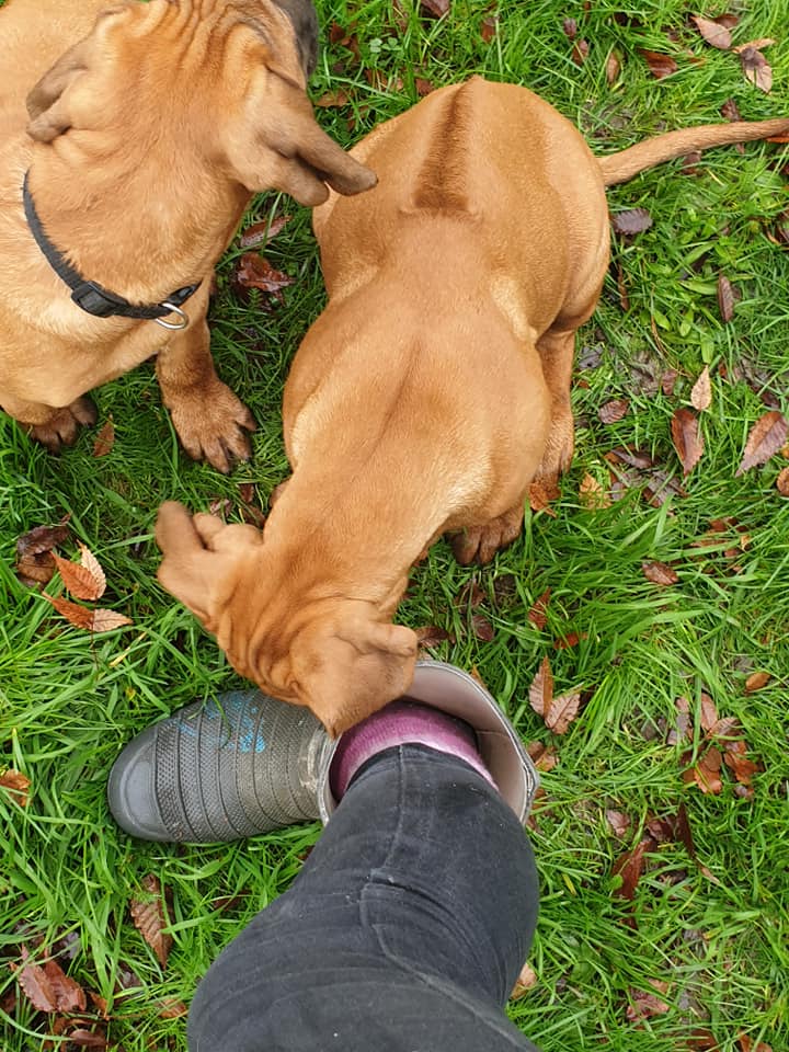 Panorama Ridgebacks | Masterton