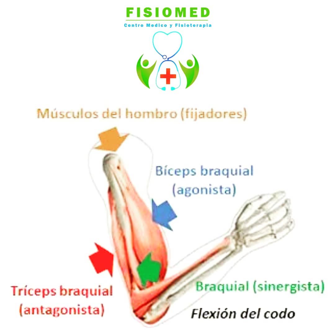 FisioMed - ️ MÚSCULOS AGONISTAS VS ANTAGONISTAS 💪🦶🦵👣 Cada músculo del ...