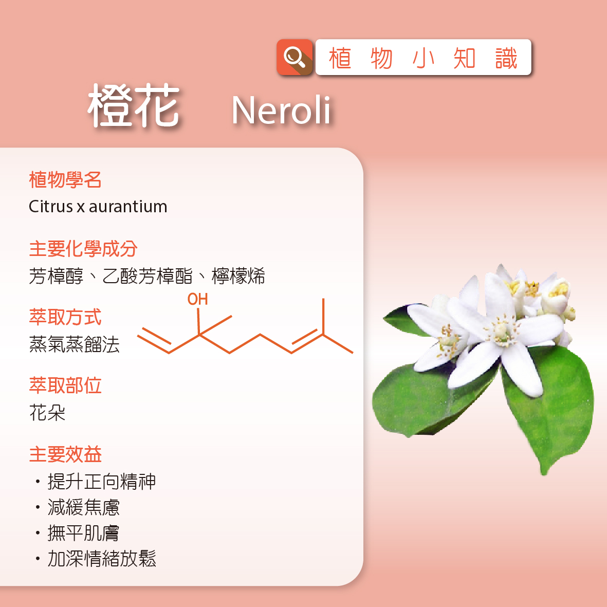 植物小知識 橙花neroli Dōterra美商多特瑞台灣 Dōterra Tw 美商多特瑞台灣分公司 Facebook