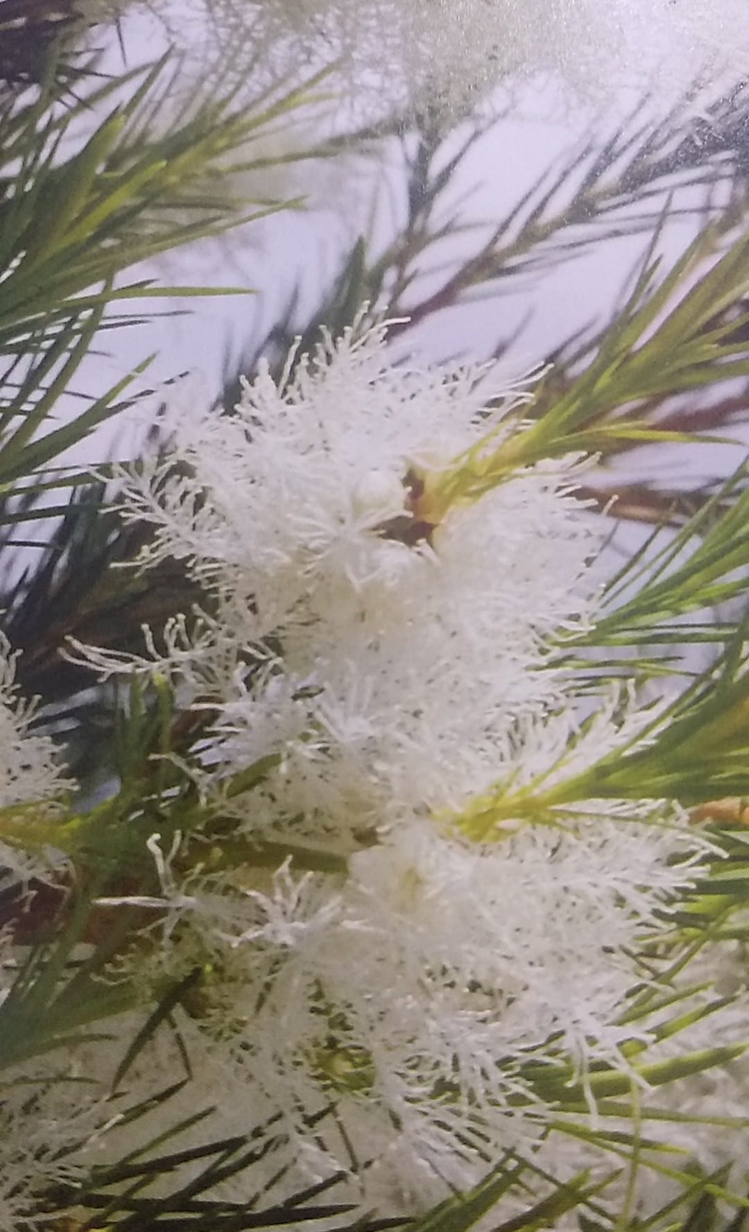 Aromateravida - Dando sequência aos óleos essenciais mais usados para o ...