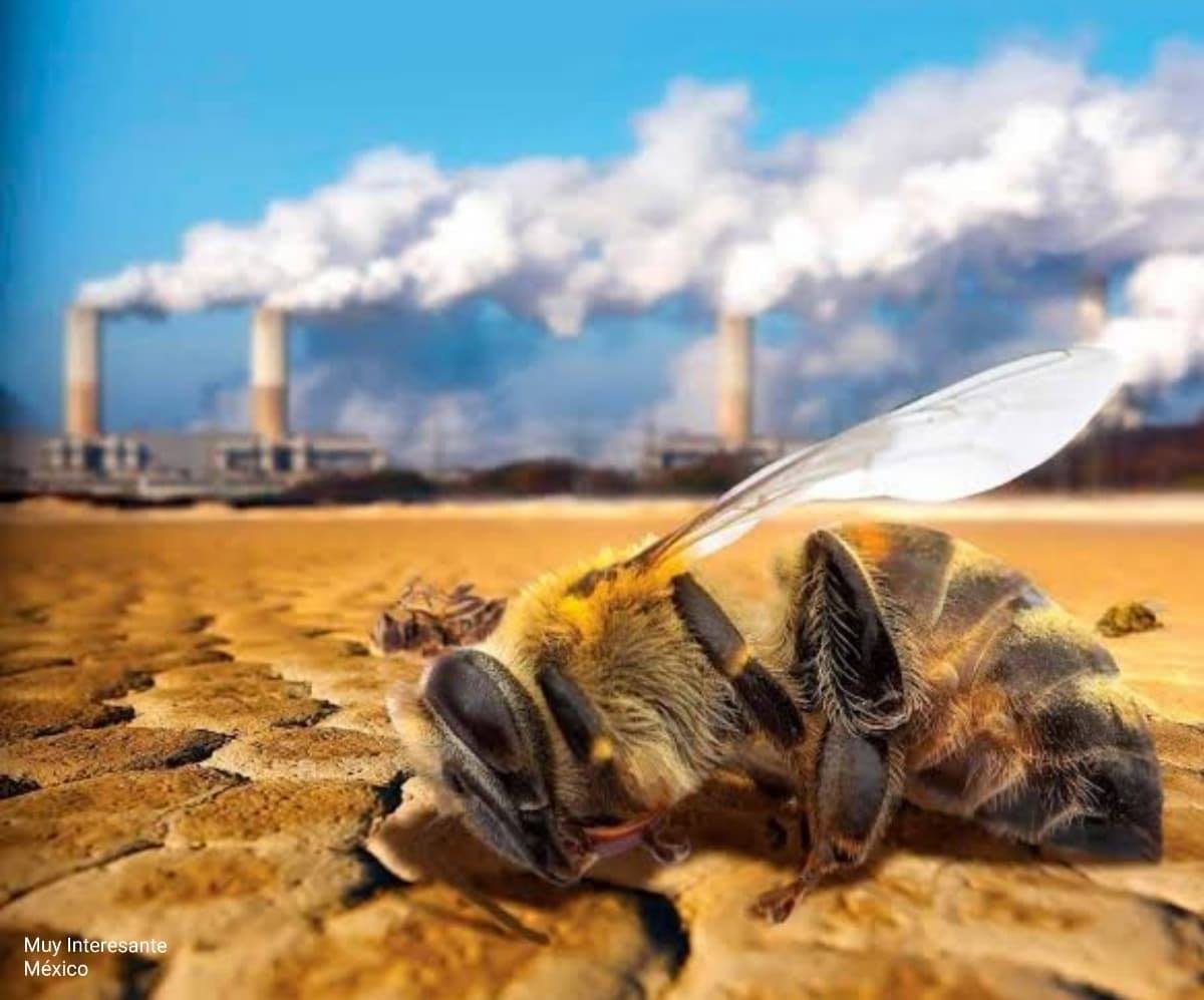 El tamaño no... - Insectos mexicanos en peligro de extinción | Facebook