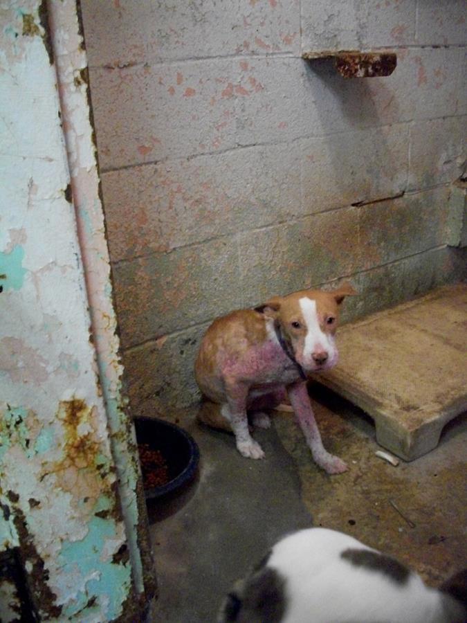 Humane - Winnie is a young, Corgi/Bulldog mix who was impounded by the ...